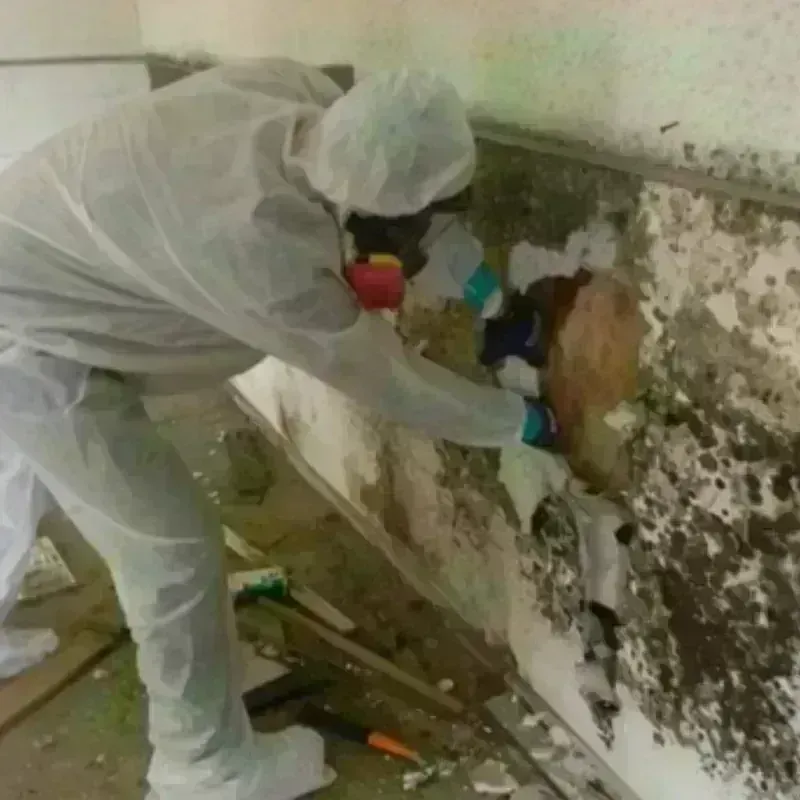 Mold Remediation and Removal in Cottonwood, AZ